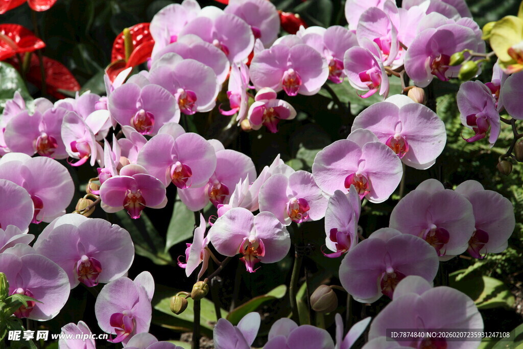 粉色蝴蝶兰绽放美丽