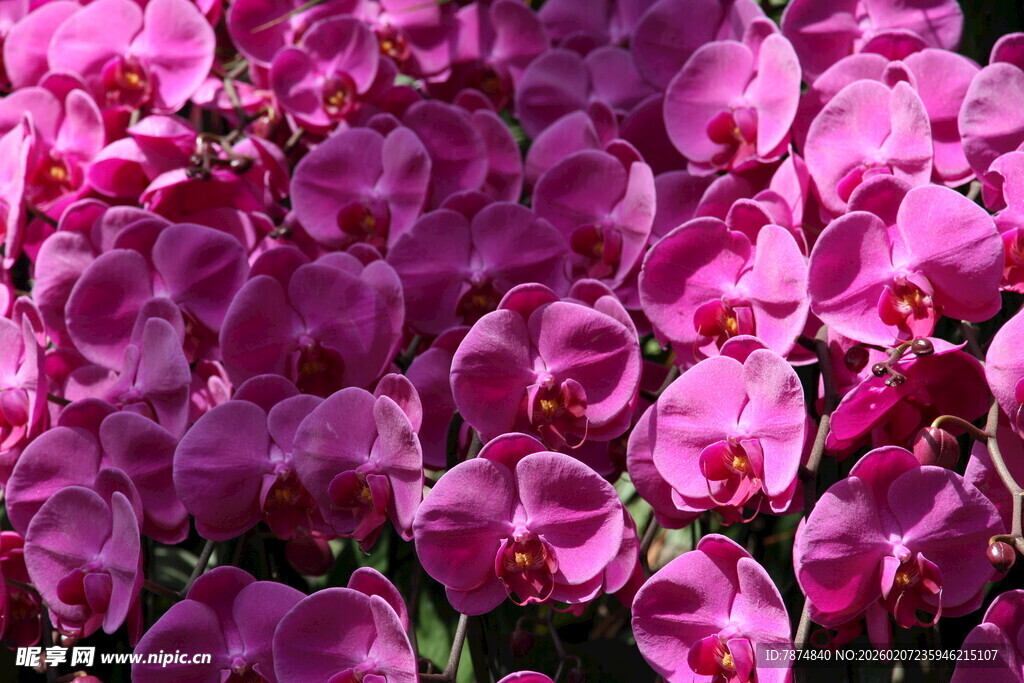 艳丽紫蝴蝶兰绽放