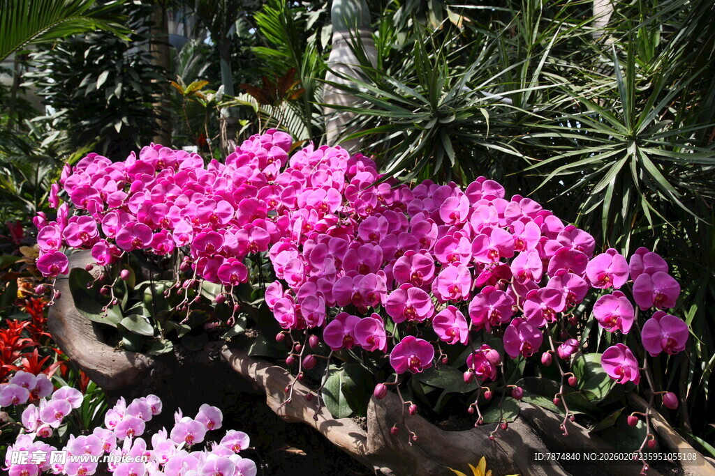 艳丽仙客来绽放于绿植间