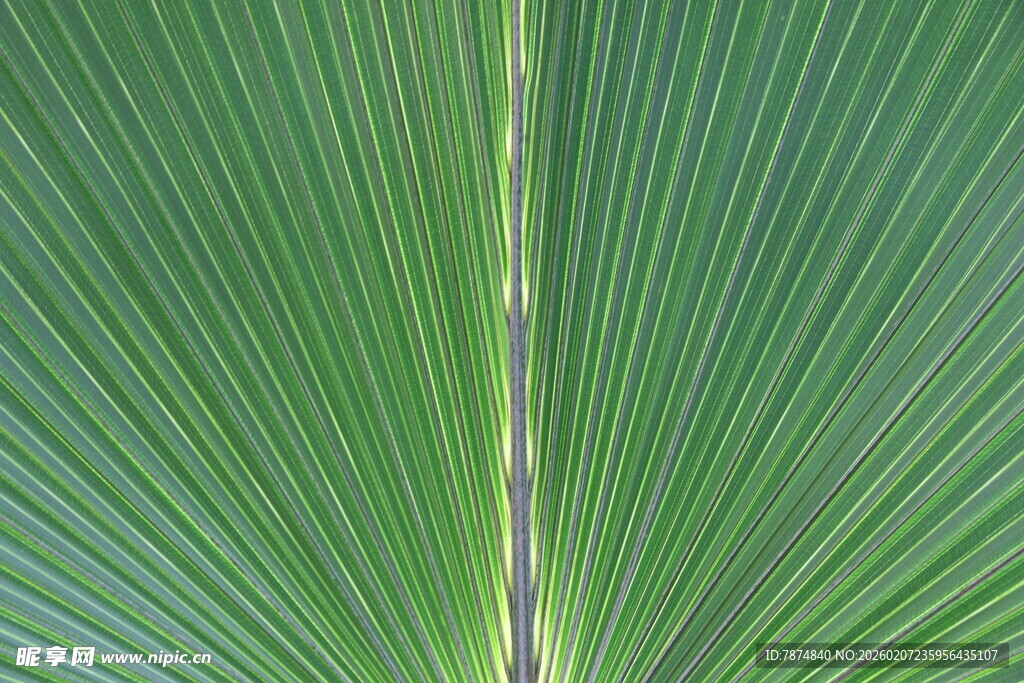 扇形绿叶纹理特写