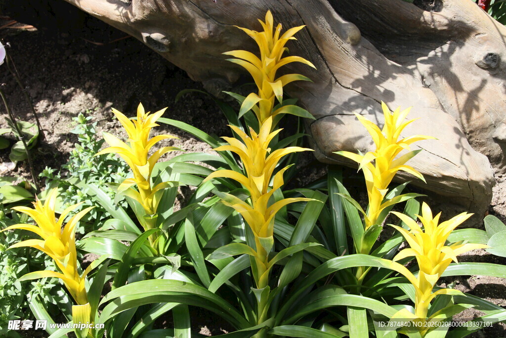 金黄花朵绽放绿植间