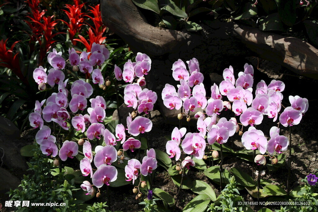 粉色仙客来绽放于绿叶间