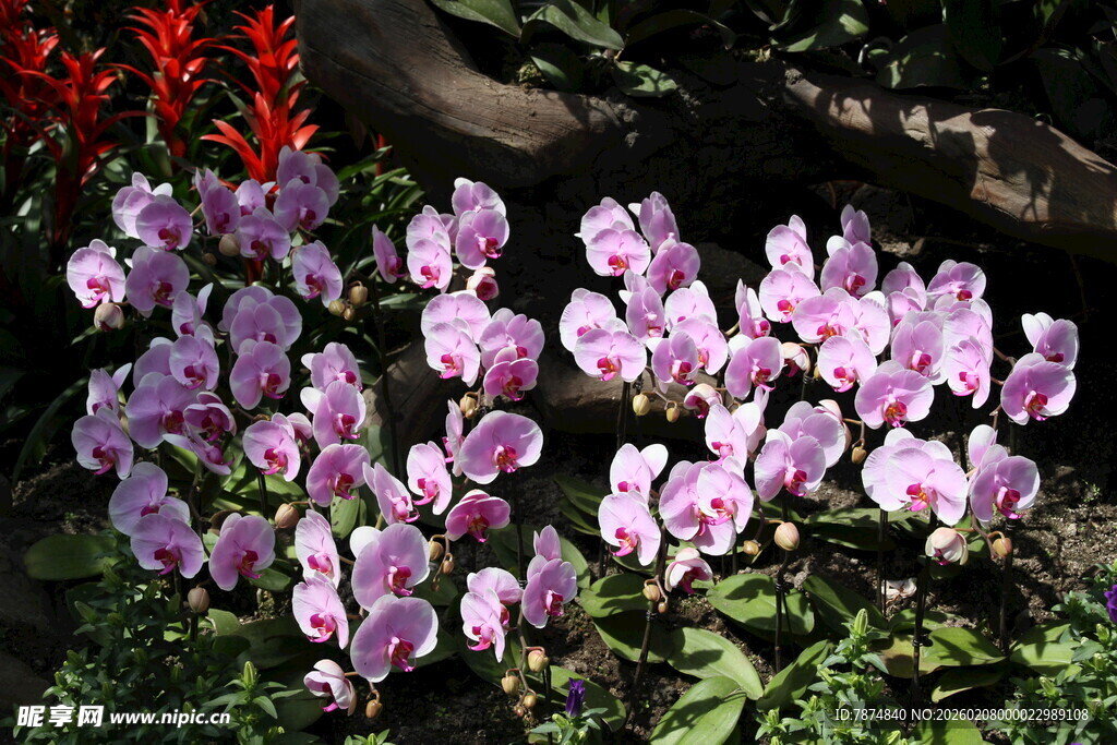 粉色蝴蝶兰绽放于绿植间