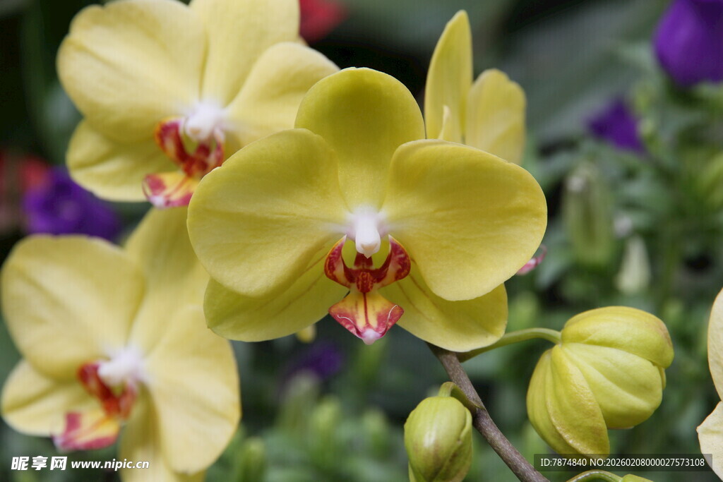 黄色蝴蝶兰绽放