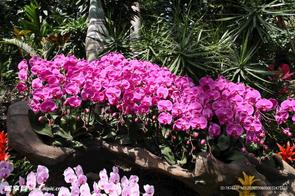 艳丽绽放的多彩花卉