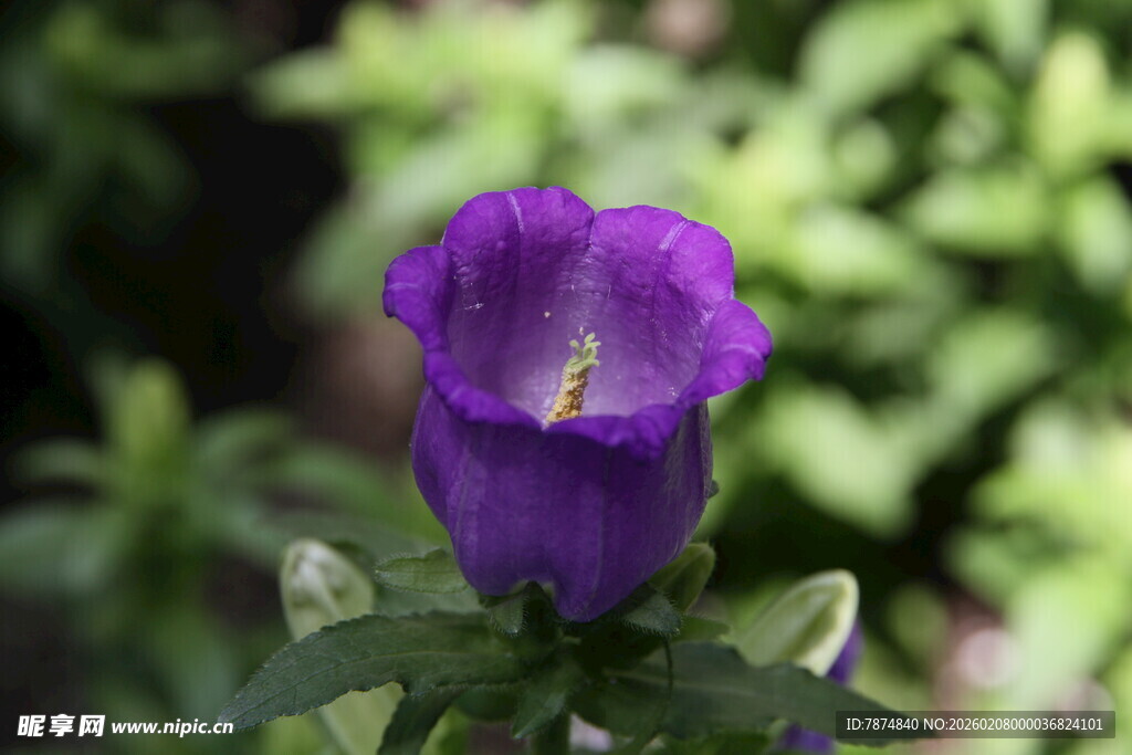 紫色风铃花特写