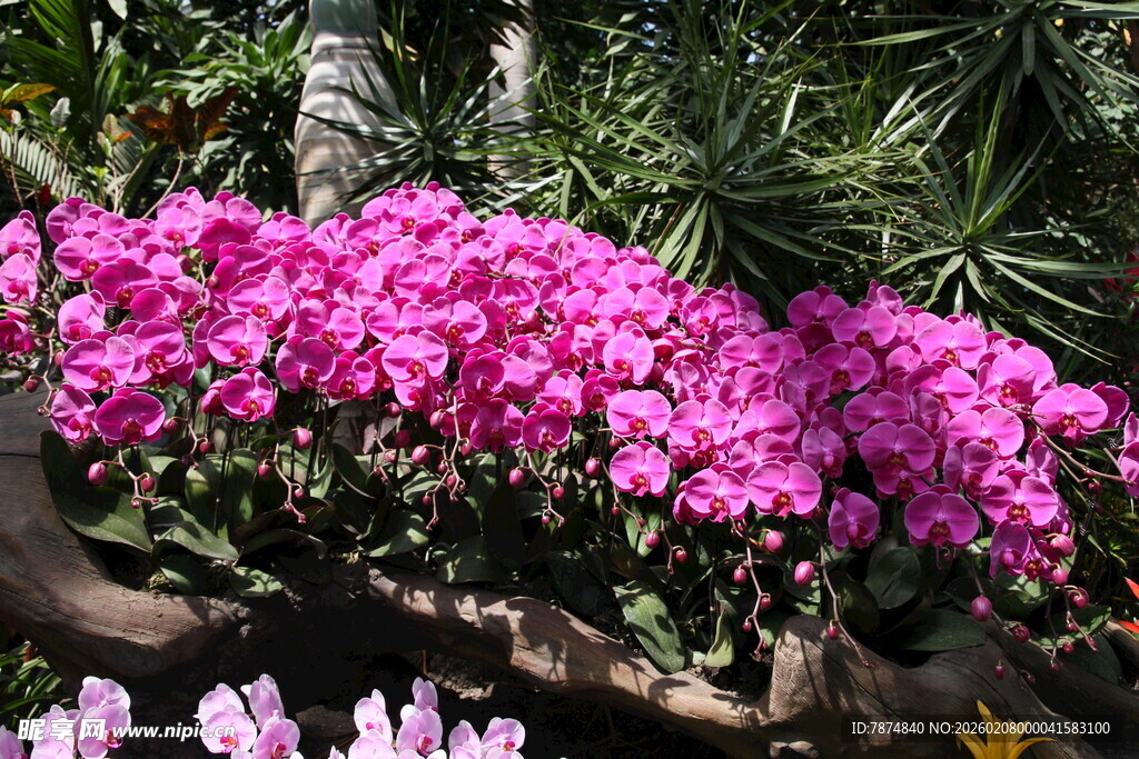 艳丽绽放的粉色花卉景观