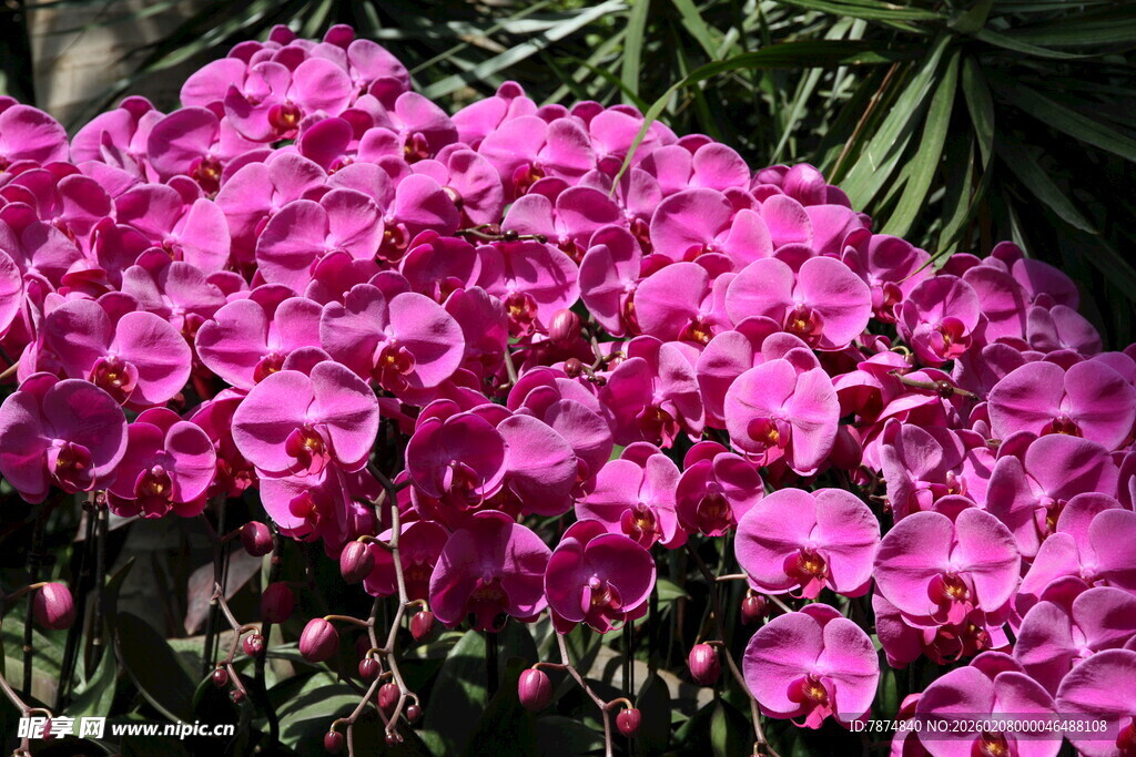 艳丽粉色蝴蝶兰绽放
