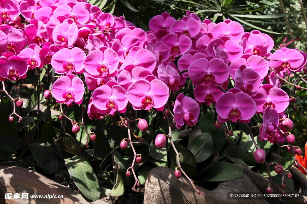 艳丽粉色蝴蝶兰绽放