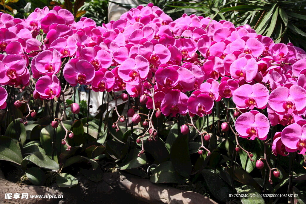 艳丽粉色天竺葵绽放