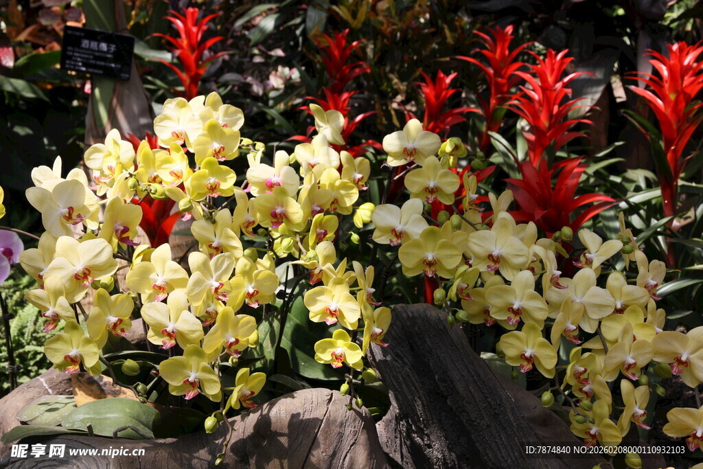 多彩花卉绽放于石间