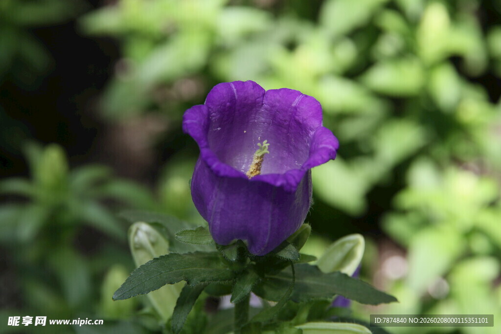 紫色风铃花特写
