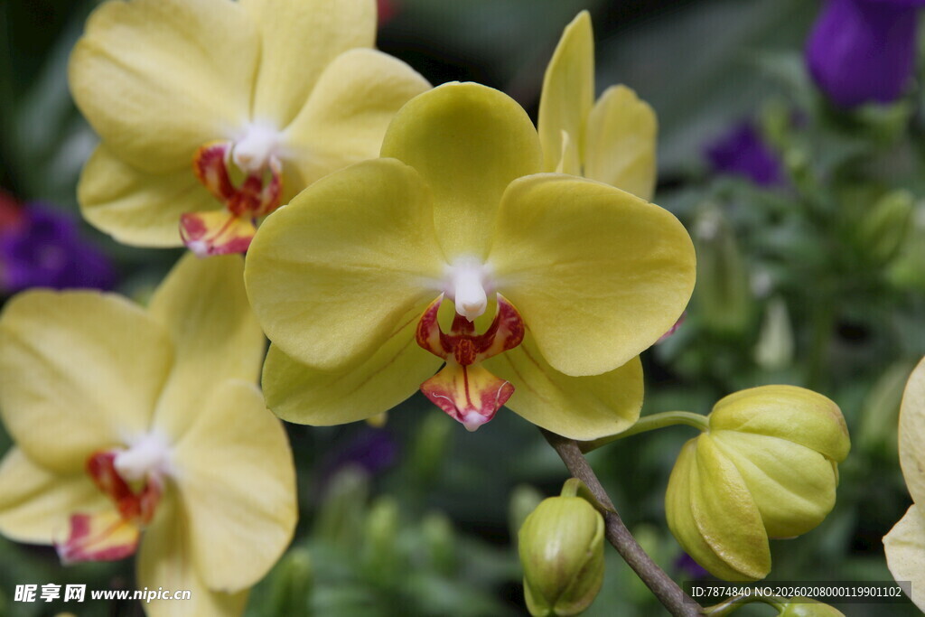 黄色蝴蝶兰绽放