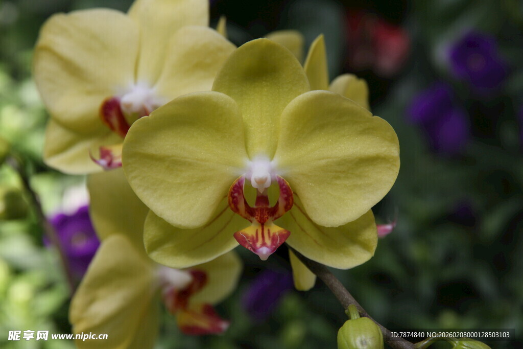 黄色蝴蝶兰绽放