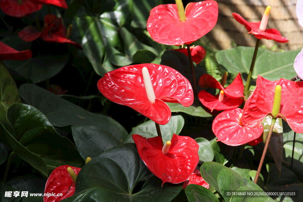 鲜艳红掌绽放绿叶间