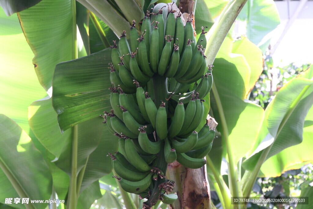 树上成串的青香蕉