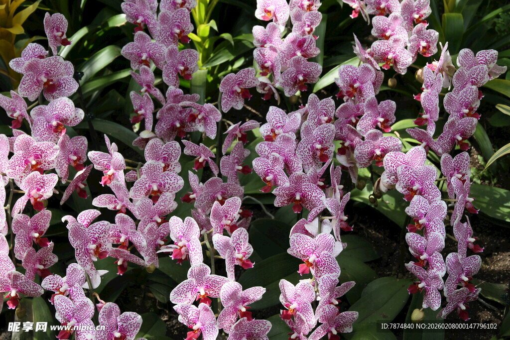 粉色绚烂兰花绽放