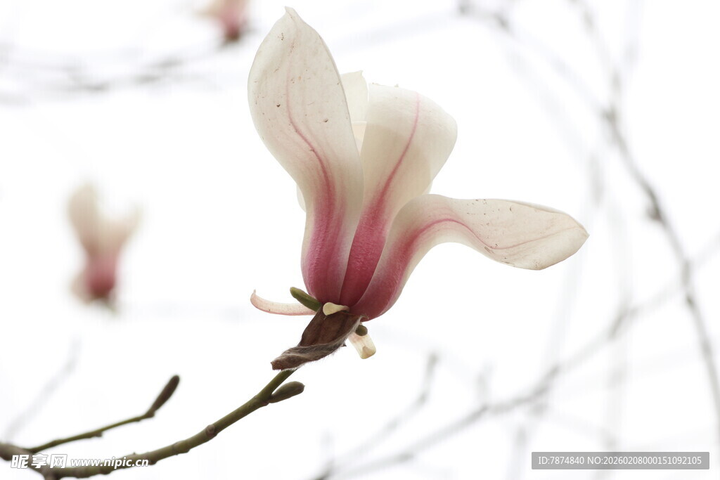 玉兰花绽放枝头