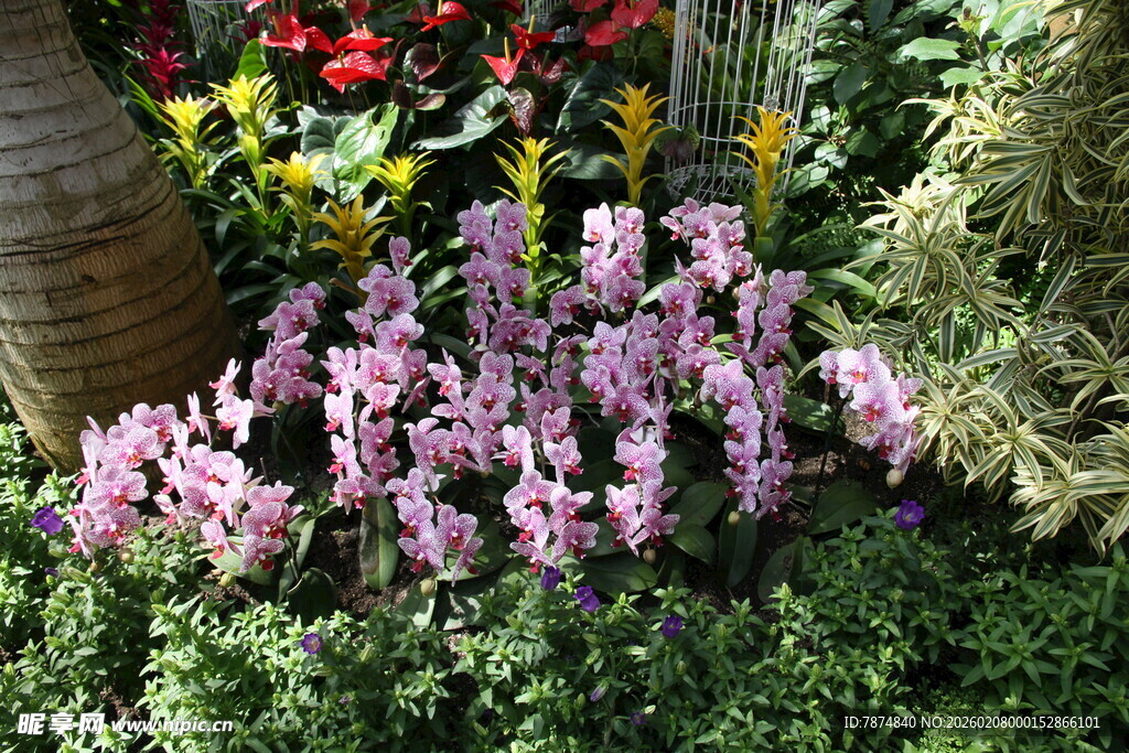 紫色仙客来绽于绿植间