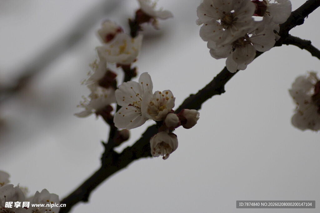 枝头绽放的素雅白色花朵