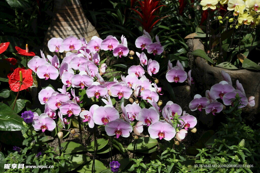 娇艳蝴蝶兰绽放于绿植间