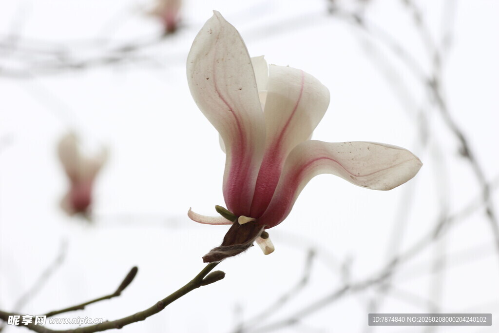 玉兰花绽放枝头