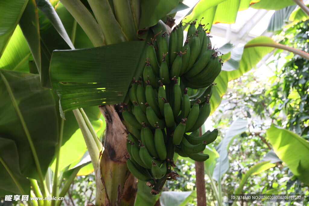 树上成串的青香蕉