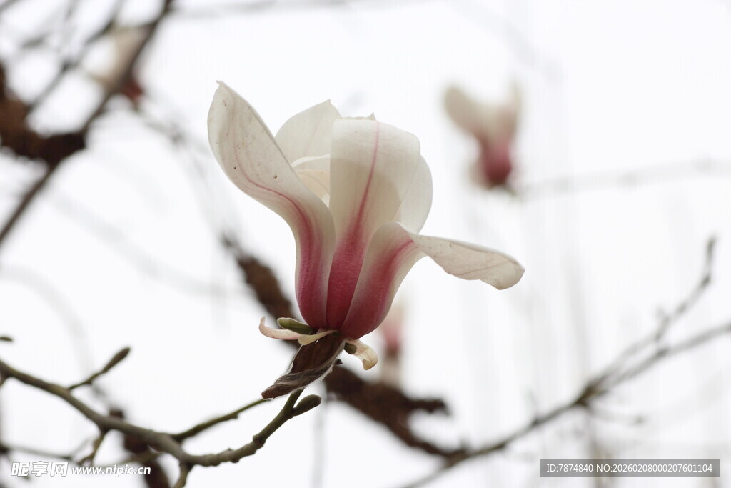 玉兰花绽放枝头