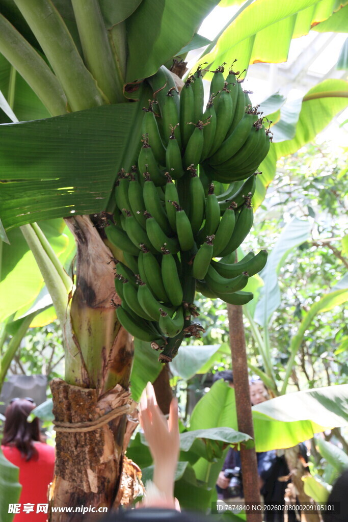 树上成串的青绿香蕉