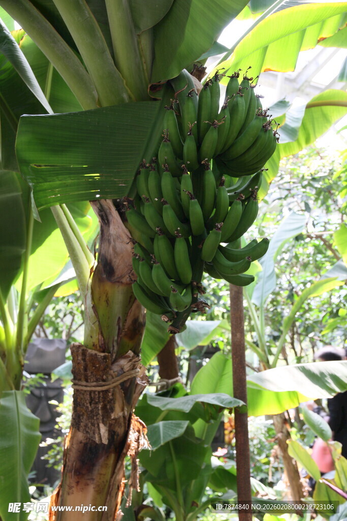 香蕉树上挂着成串青香蕉