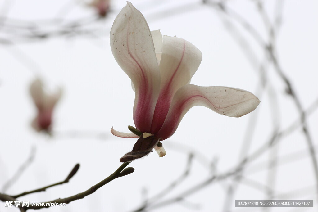 玉兰花绽放枝头