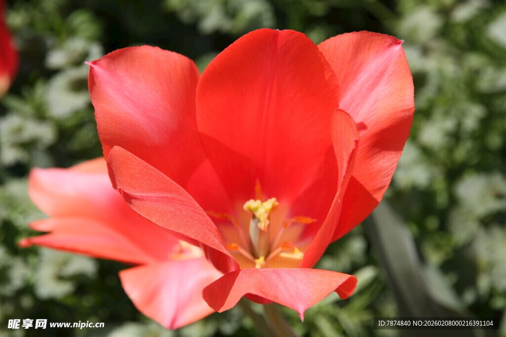 娇艳红花朵特写