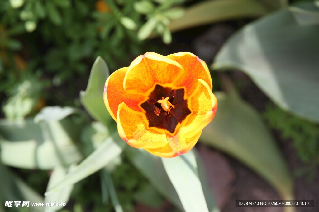 黄色郁金香特写