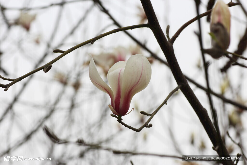 枝头绽放的玉兰花