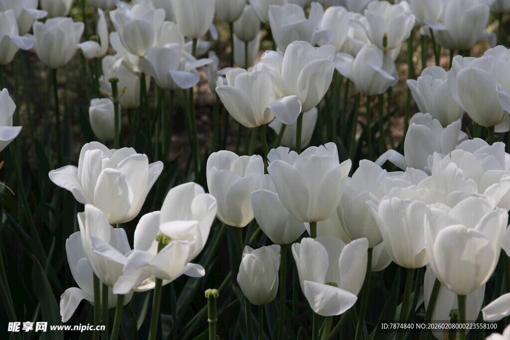 白色海芋花绽放美景