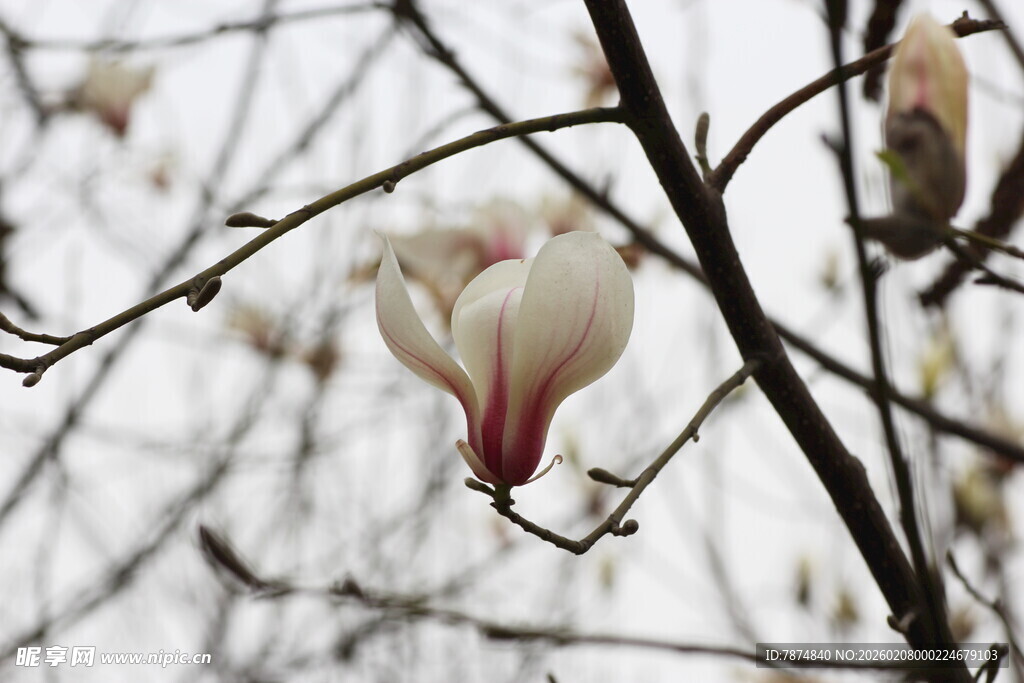 枝头绽放的玉兰花