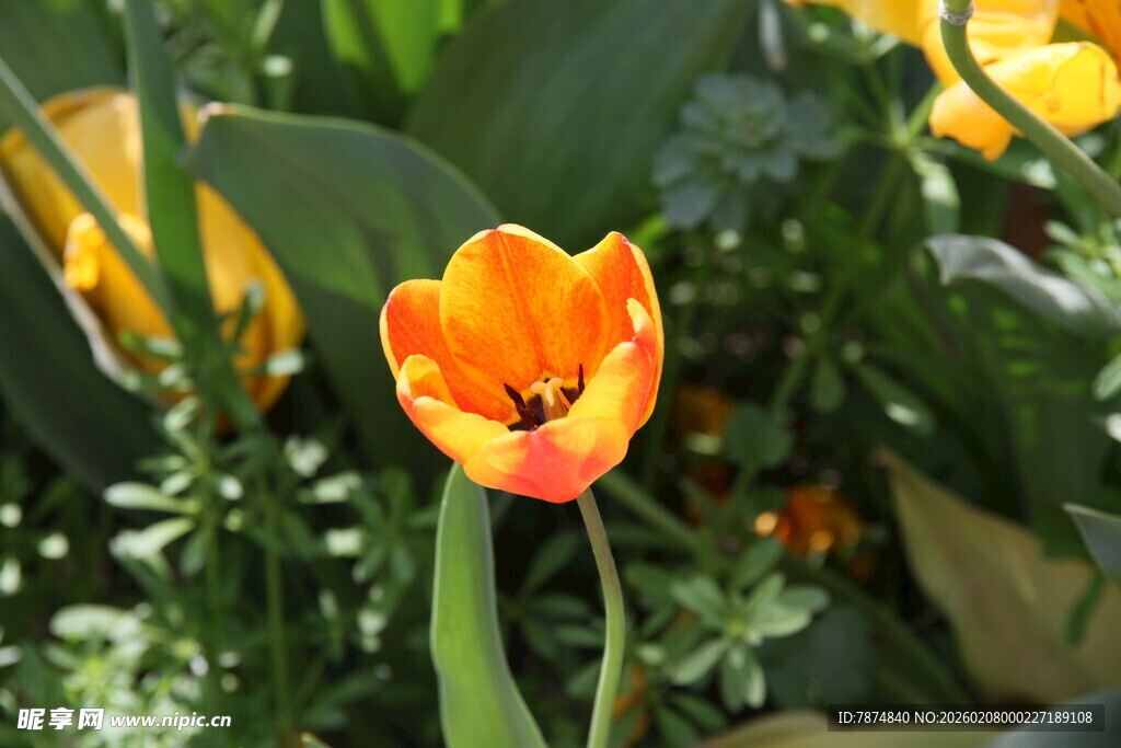 橙色郁金香绽放于绿叶间