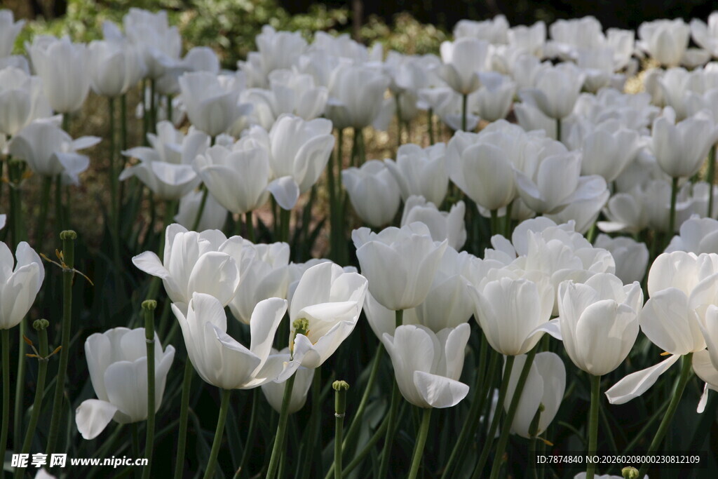 白色郁金香花海美如画