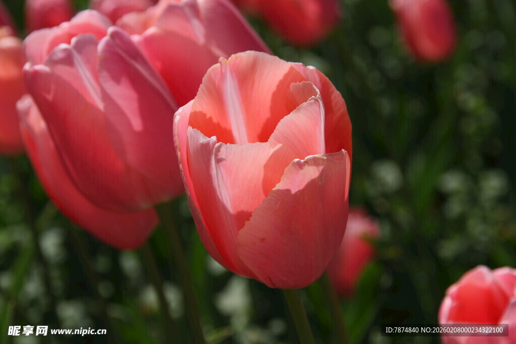 娇艳粉色郁金香绽放