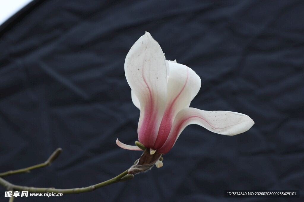 单枝玉兰花绽放