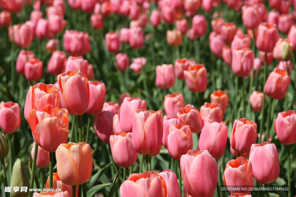 粉色郁金香花海美景