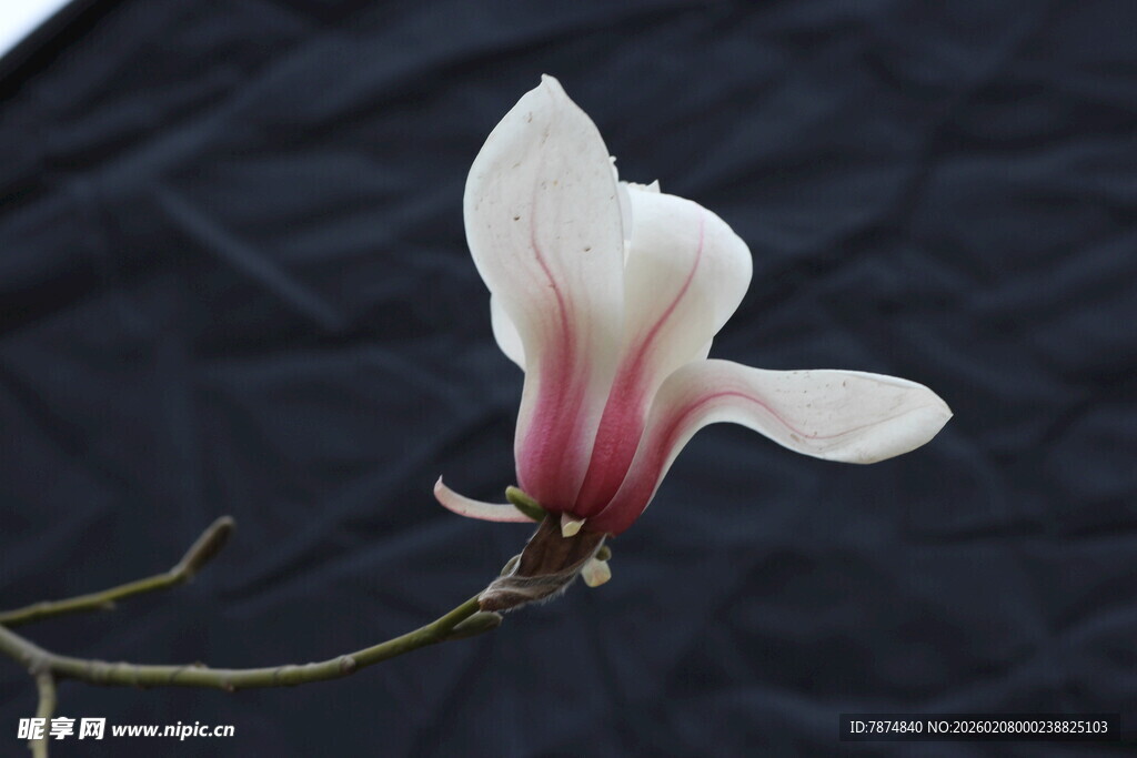 单朵玉兰花特写