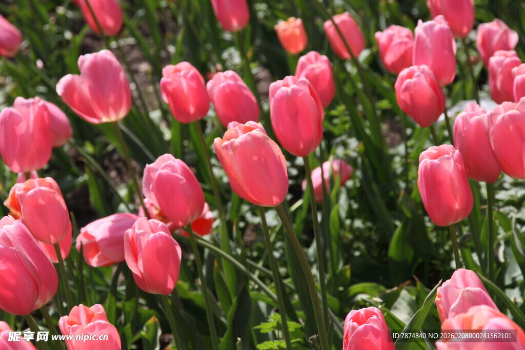 粉色郁金香花海