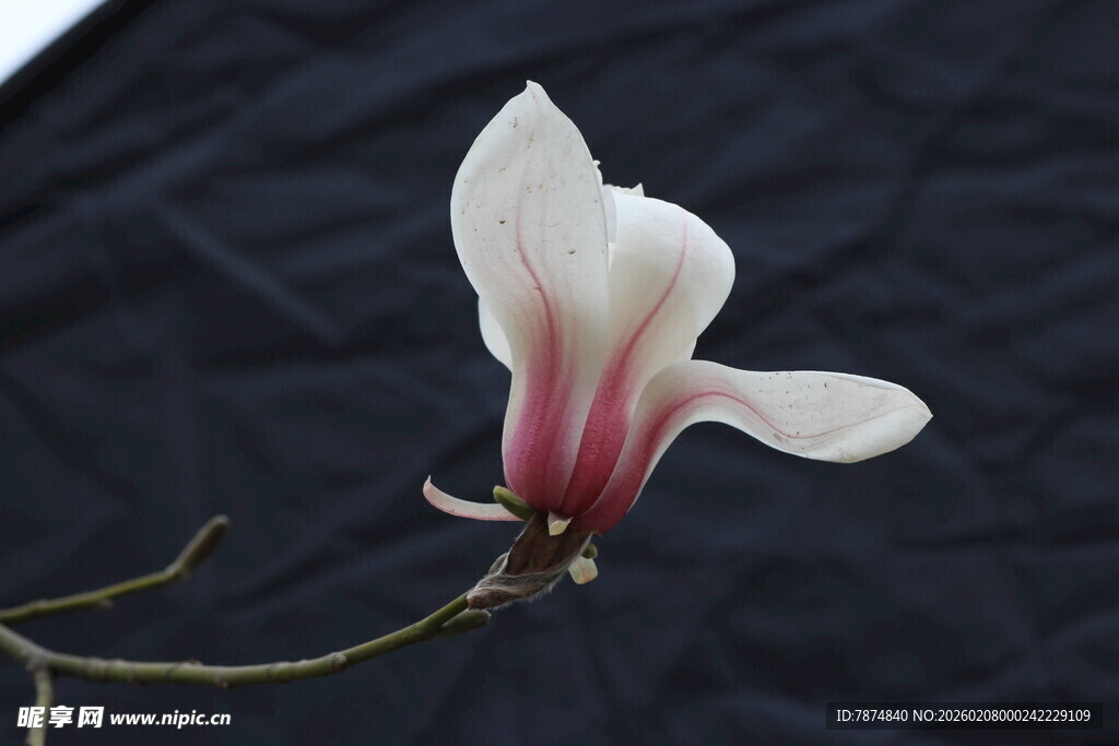 单朵玉兰花特写