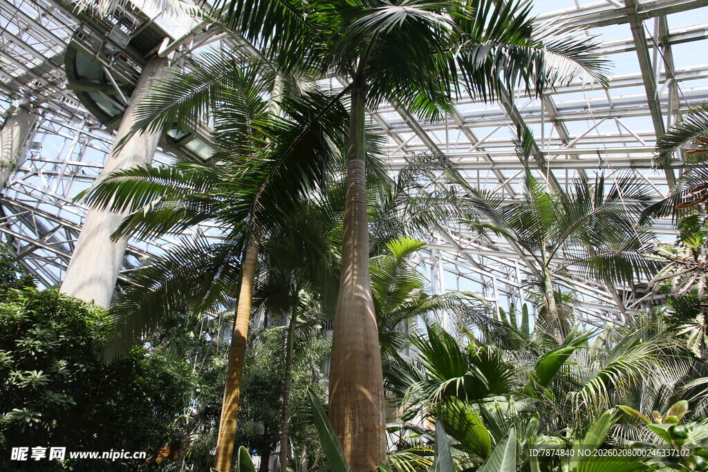 温室中的繁茂热带植物