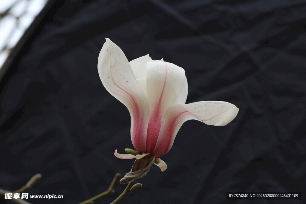 单朵玉兰花特写