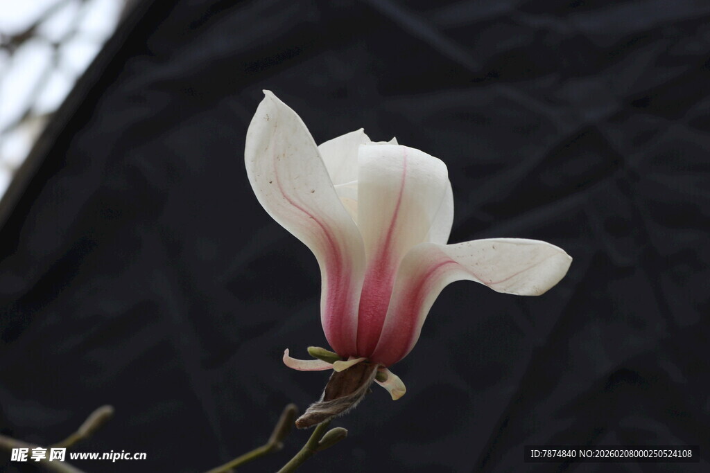 优雅玉兰花绽放