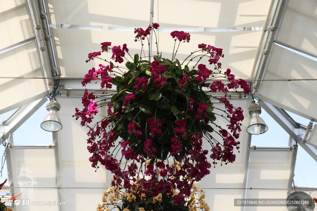 温室中悬挂的艳丽花卉