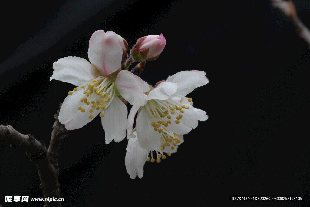 洁白绽放的美丽花枝