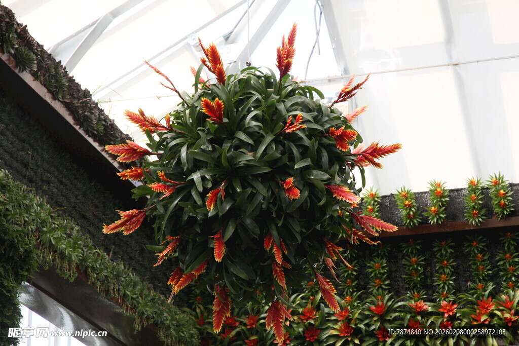 温室中绽放的艳丽红掌花